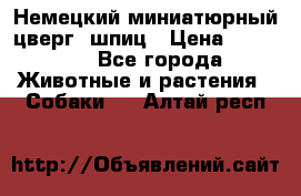 Немецкий миниатюрный(цверг) шпиц › Цена ­ 50 000 - Все города Животные и растения » Собаки   . Алтай респ.